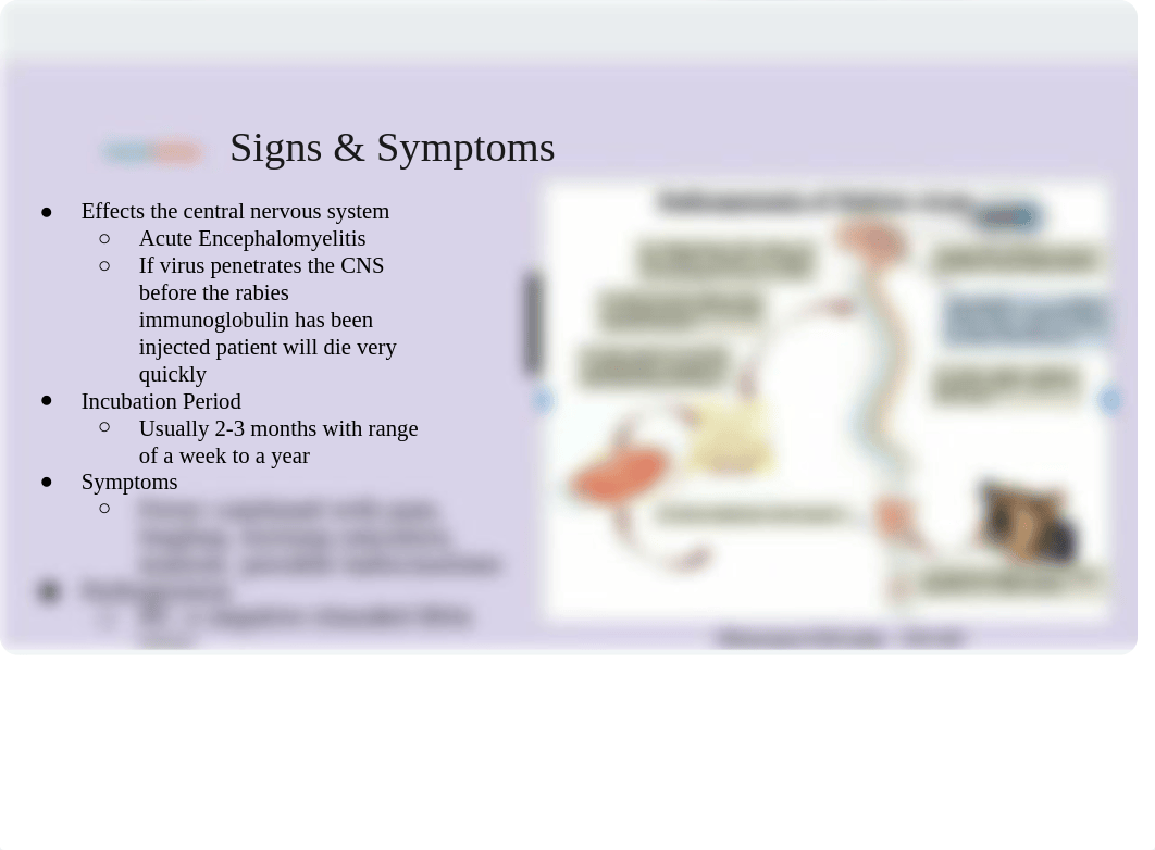 Rabies Presentation (1).pptx_dbhz087cexb_page3