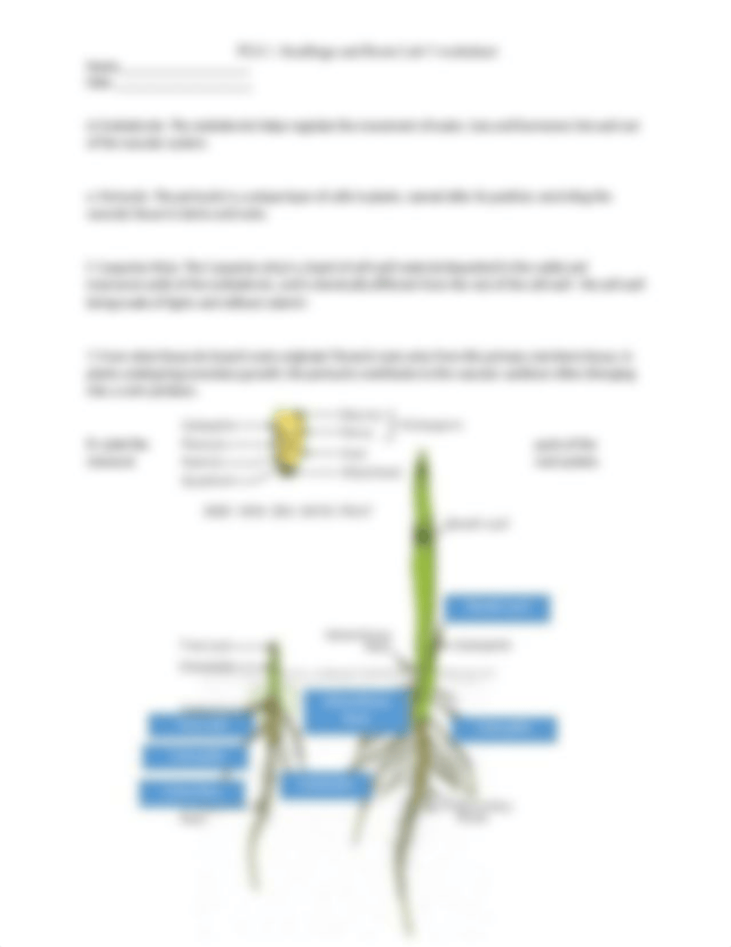 plant root lab worksheet.docx_dbi4ji033oo_page2