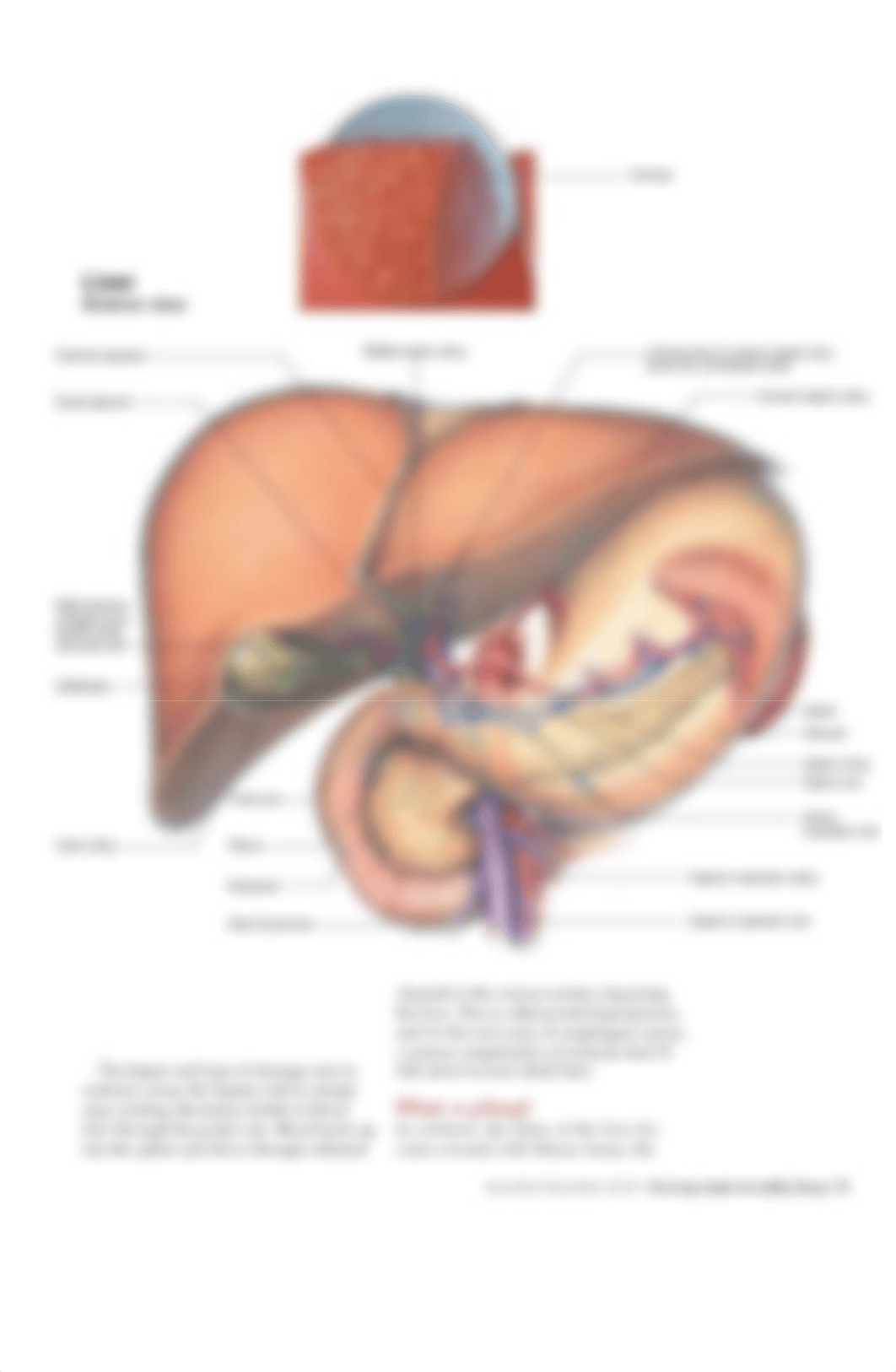 cirrhosis.pdf_dbi873yf2ul_page2