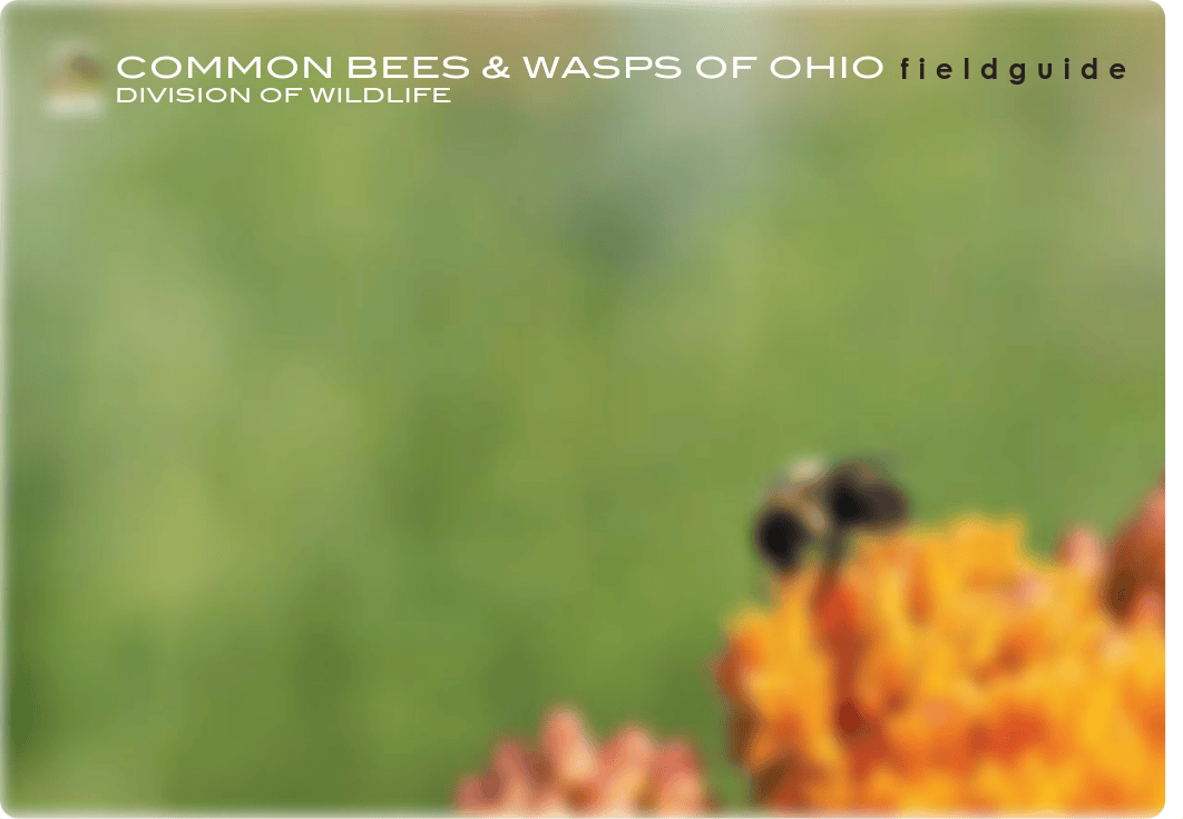 Bees-and-Wasps-of-Ohio-Guide.pdf_dbi8x4z0ict_page1