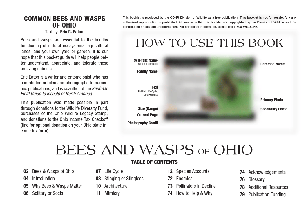 Bees-and-Wasps-of-Ohio-Guide.pdf_dbi8x4z0ict_page2