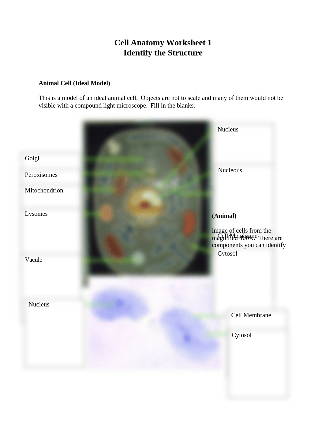 cellanatomyworksheet1_dbiqpsdxyoa_page1