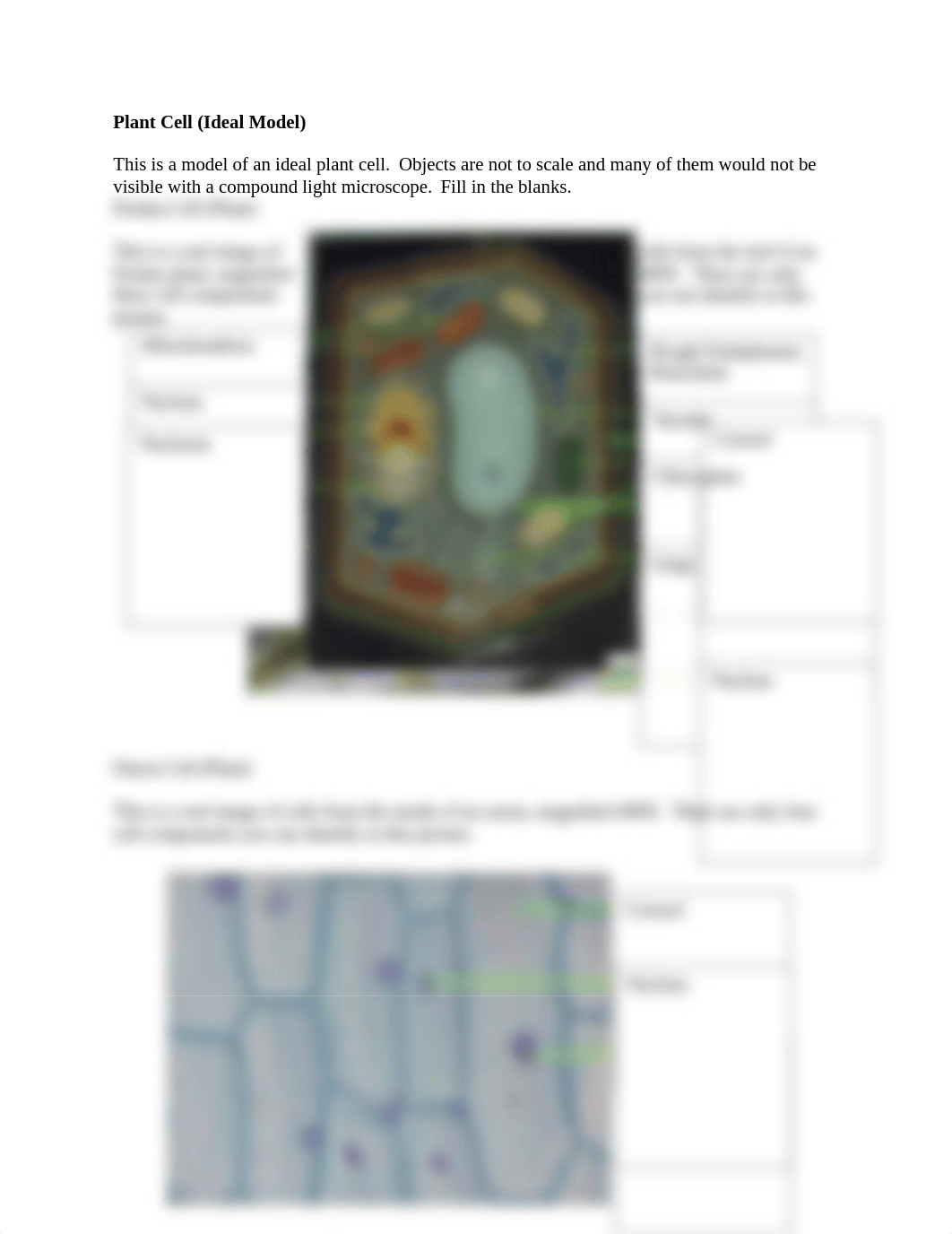 cellanatomyworksheet1_dbiqpsdxyoa_page2