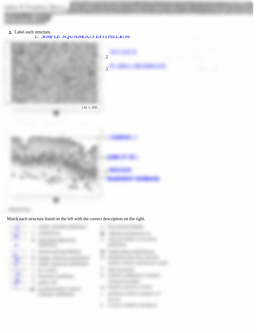 131 Lab Chapter 7 HW.pdf EPITHELIUM.pdf_dbizrzrsbuz_page2