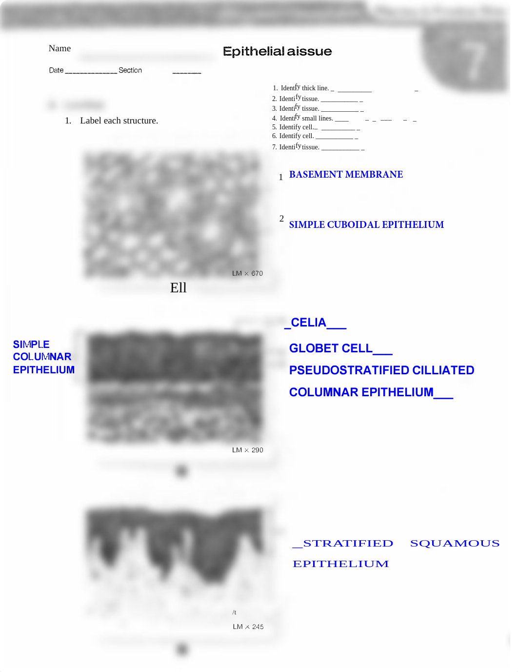 131 Lab Chapter 7 HW.pdf EPITHELIUM.pdf_dbizrzrsbuz_page1