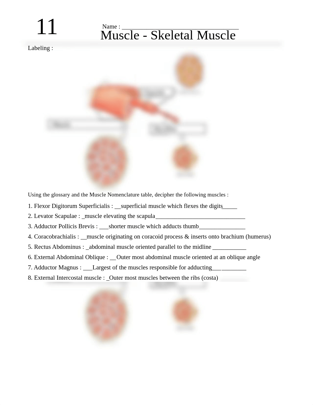 Bio47-Lab11-key_dbjd0r5ayql_page1