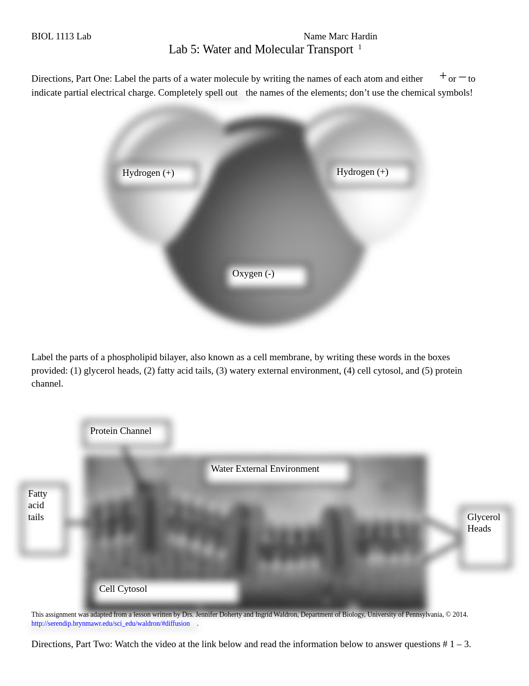 Lab 5 Water and Molecular Transport Assignment-2.docx_dbjgasvgs7o_page1