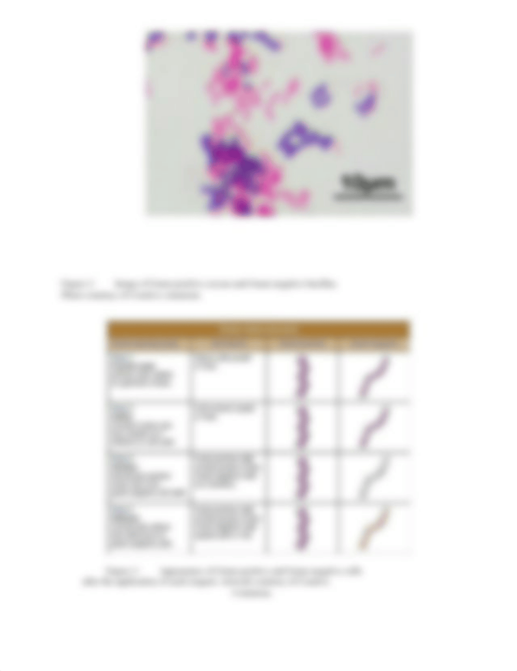 Gram Stain and Acid Fast Staining Lab online.docx_dbk1bksiq5o_page2