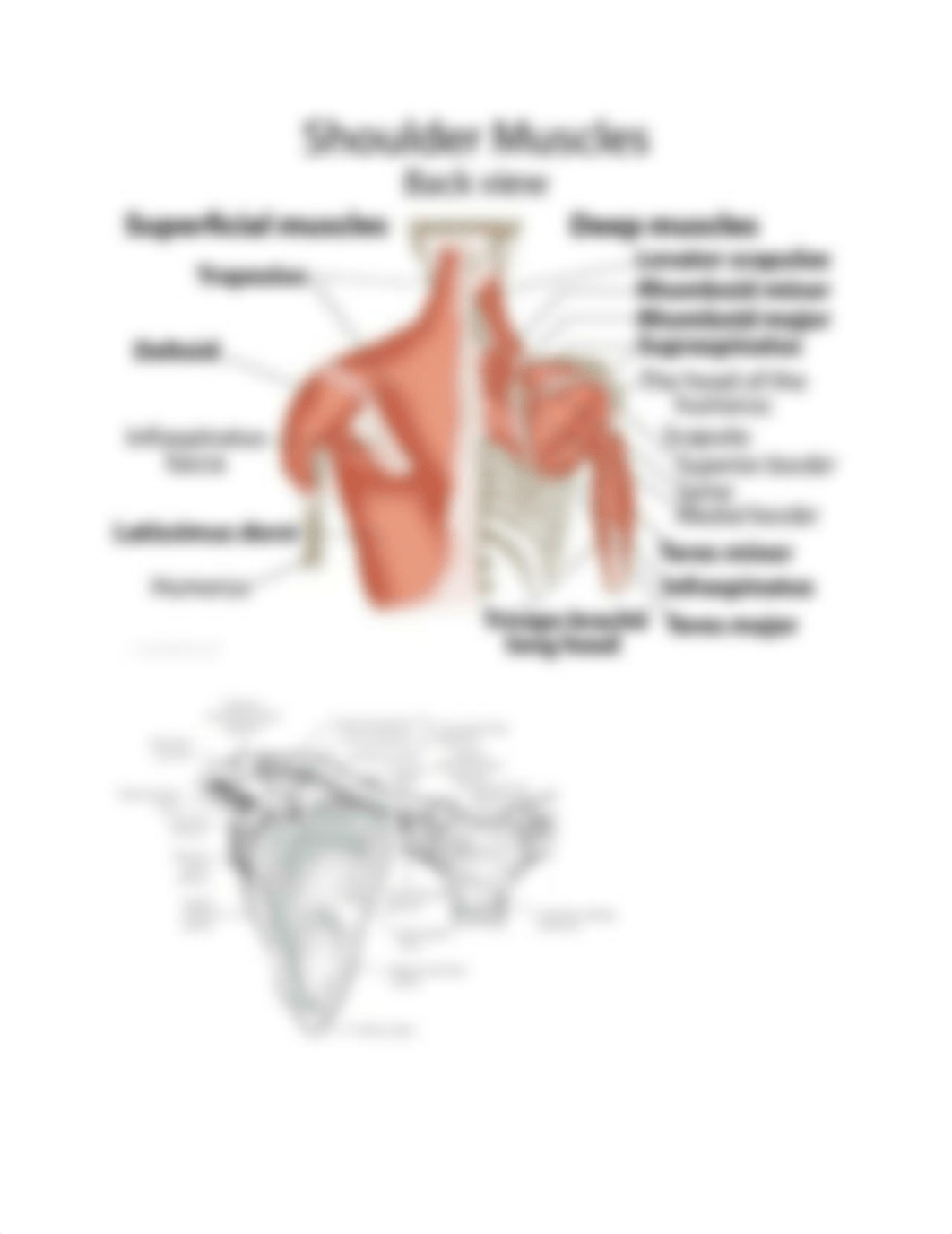 Kinesiology Notes_dbkq8ns7rpn_page2