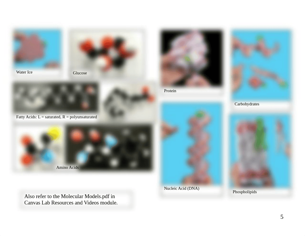 Microbiology Lab Atlas 2022 5e (2).pdf_dbkwil48fay_page5