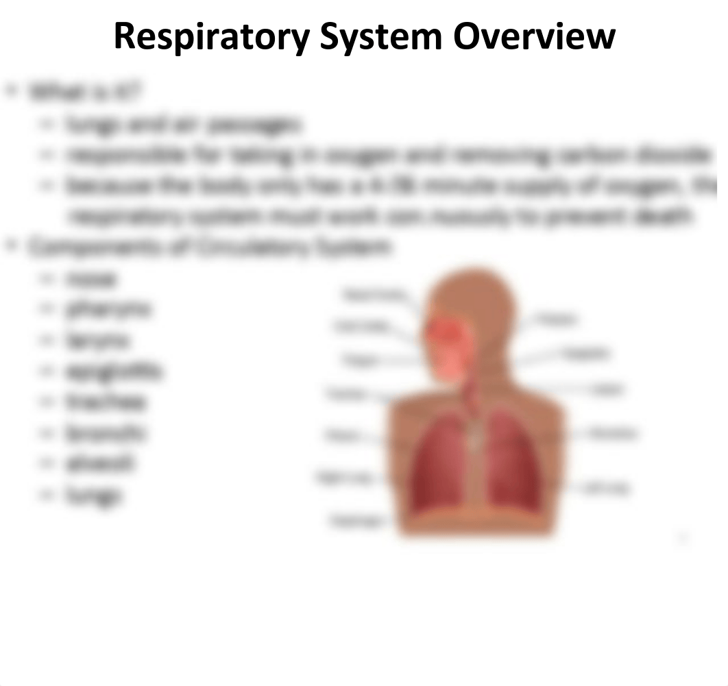 Respiratory System Class Notes.pdf_dbkxjf05det_page4