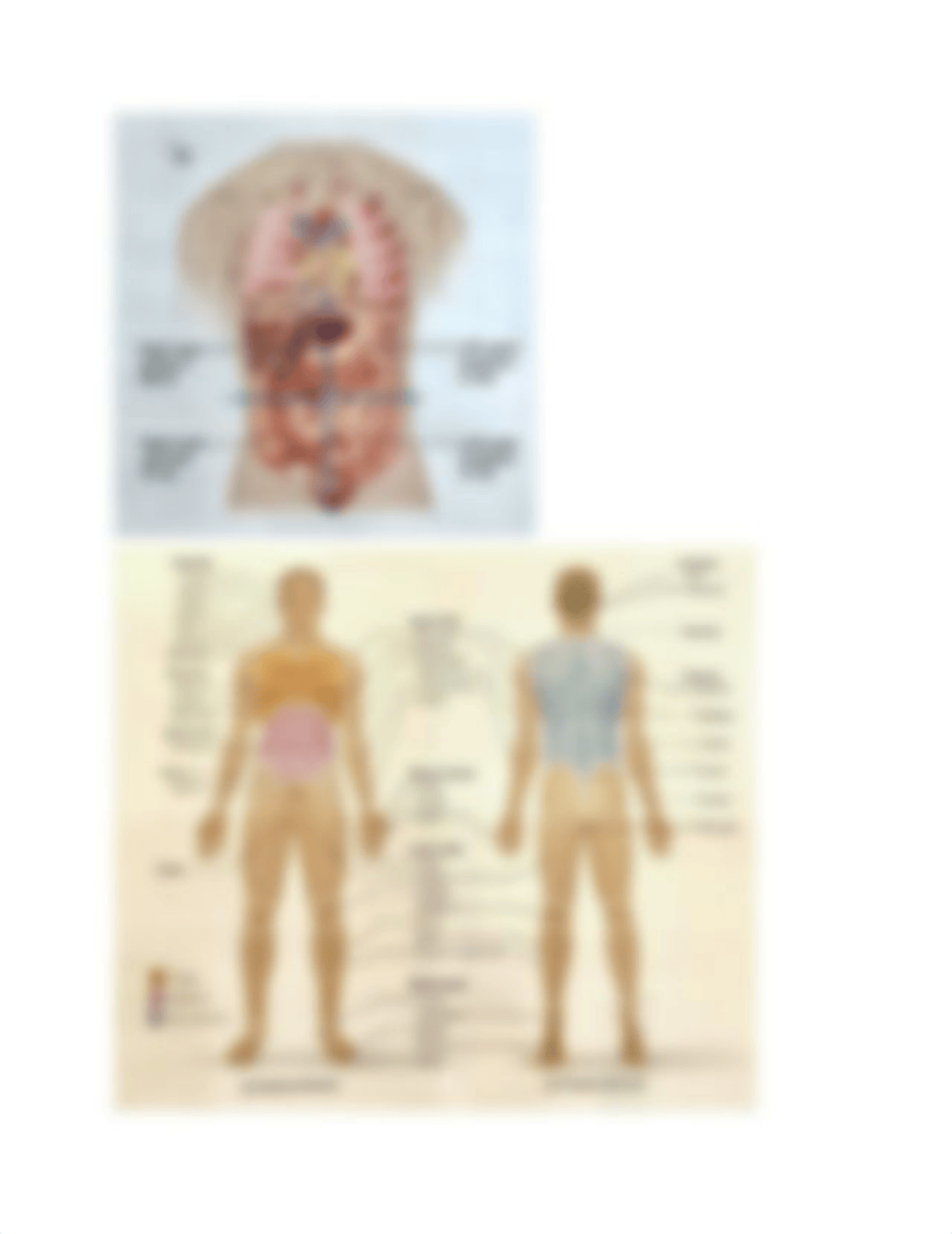 Anatomy Lab Practicum.pdf_dbl05q0wwvq_page2