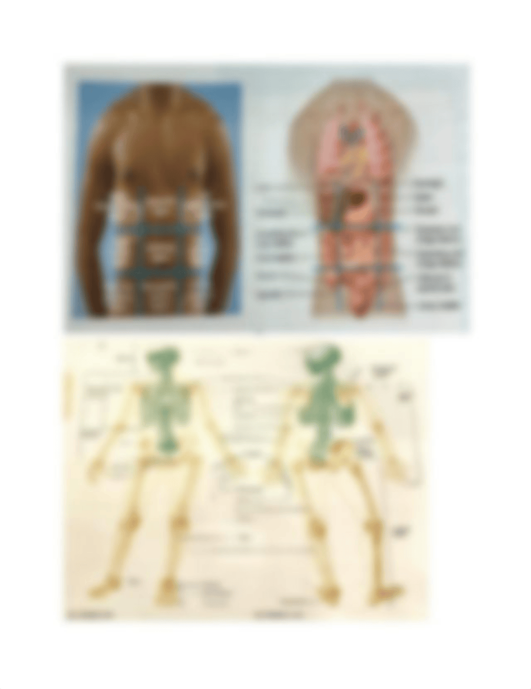 Anatomy Lab Practicum.pdf_dbl05q0wwvq_page1