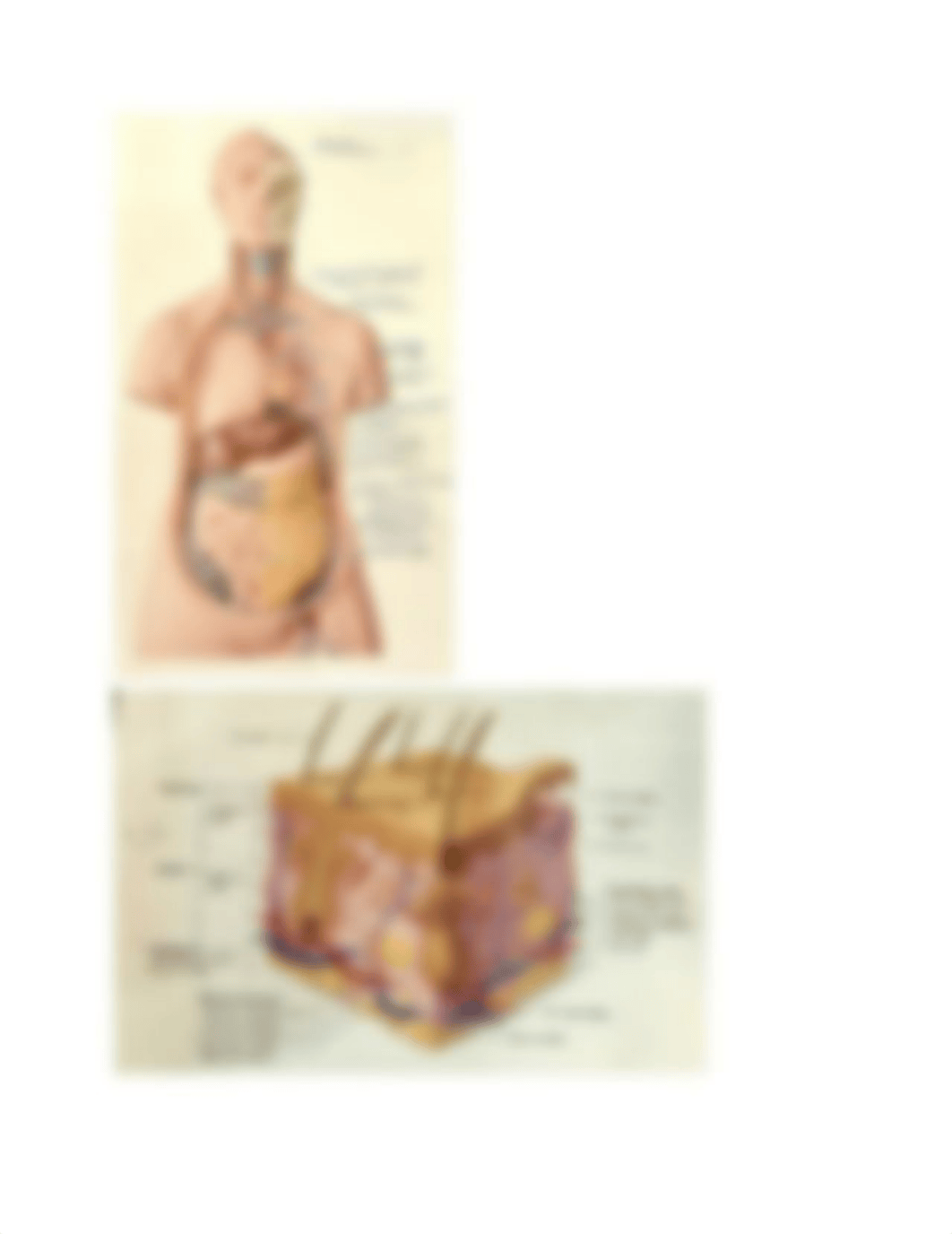 Anatomy Lab Practicum.pdf_dbl05q0wwvq_page4