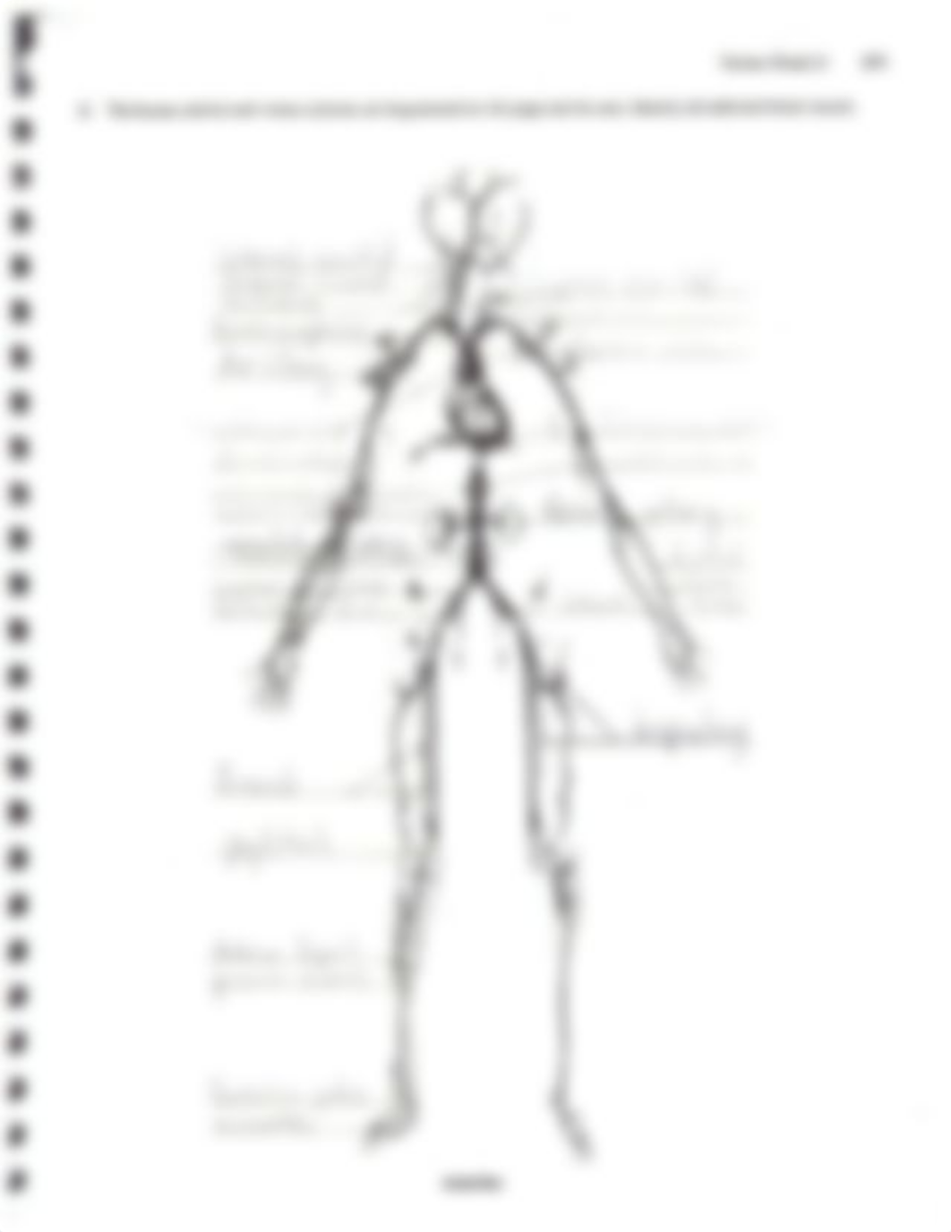 homeworkweek5blood vessels.pdf_dbl9kebwg00_page4