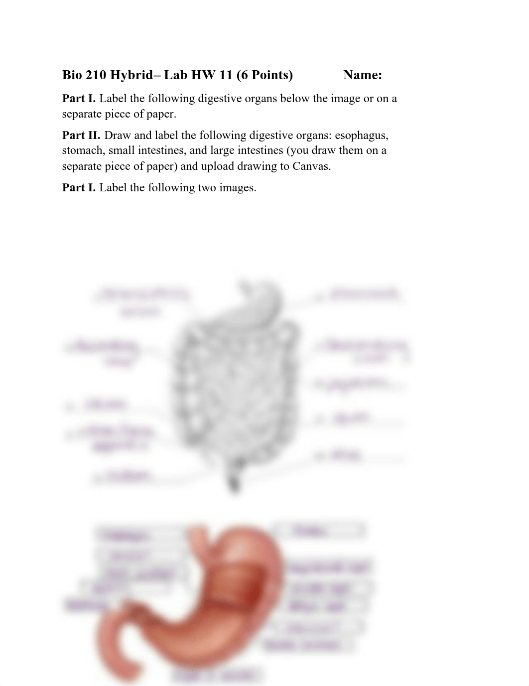 Lab HW 11 Hybrid Digestive System.pdf_dbm0eod6owa_page1