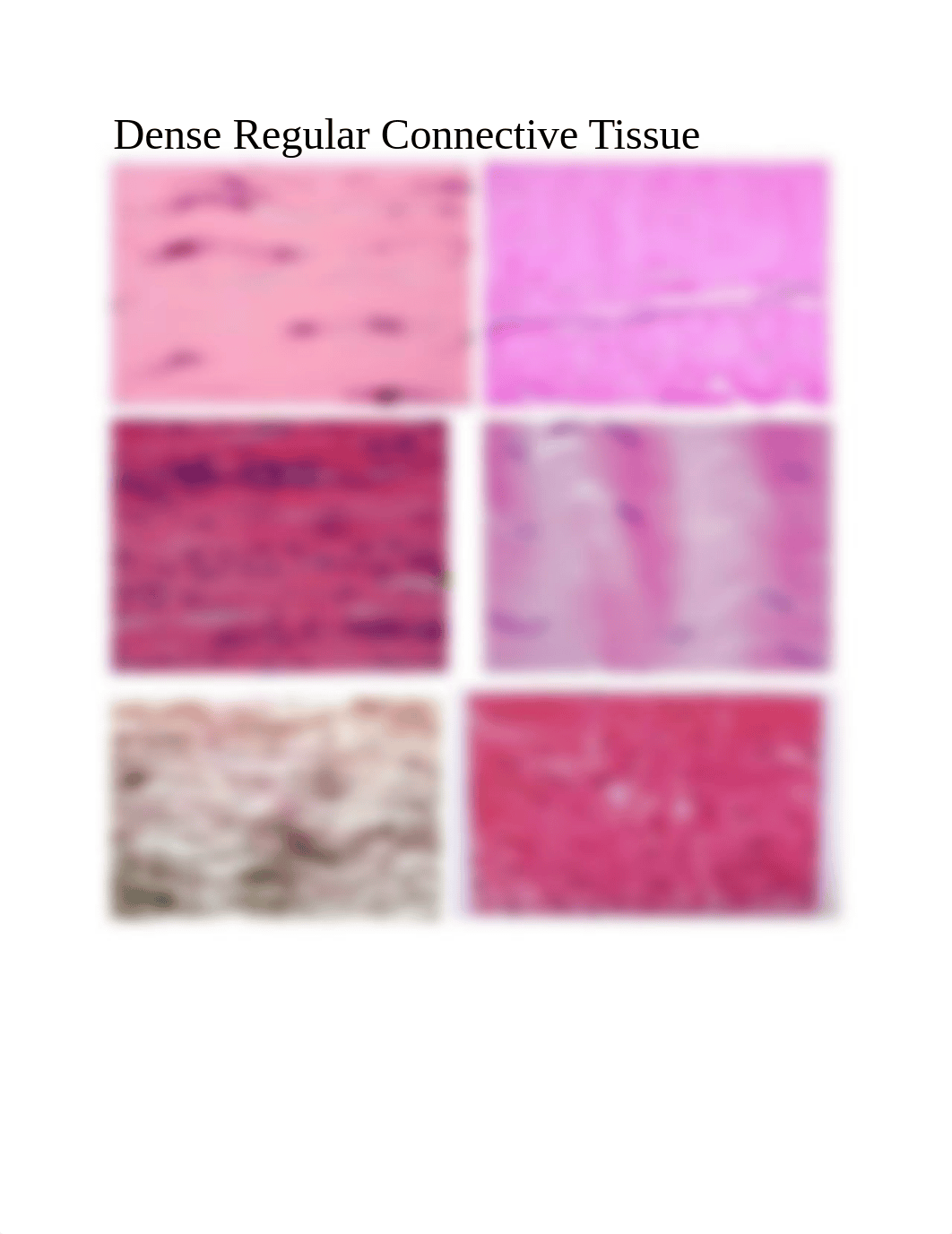 Dense Regular Connective Tissue_dbmbjy2zr68_page1