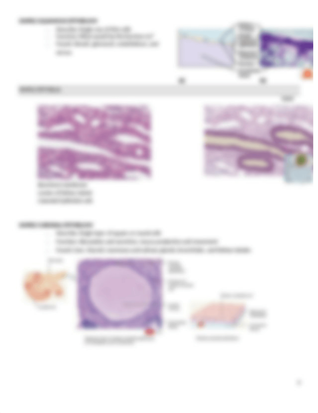 Ch. 5 Anatomy & Physiology Lecture.docx_dbmjtq97tjb_page4