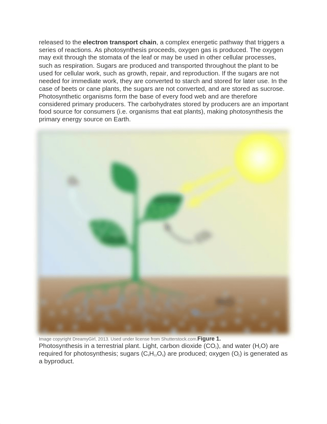 Photosynthesis lab.docx_dbns7oslkg8_page3