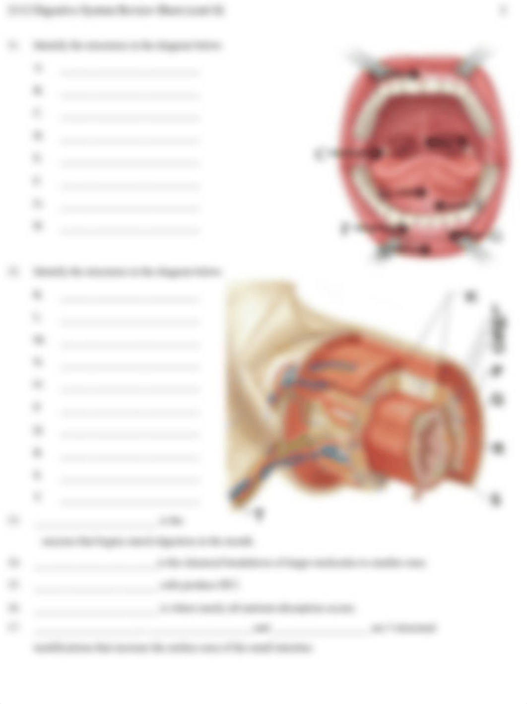 2112 Digestive System Review.pdf_dborjjk38rs_page2