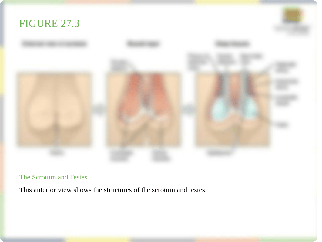 OpenStax_Anatomy_Physiology_CH27_ImageSlideshow.pptx_dbp6xg8quv4_page4