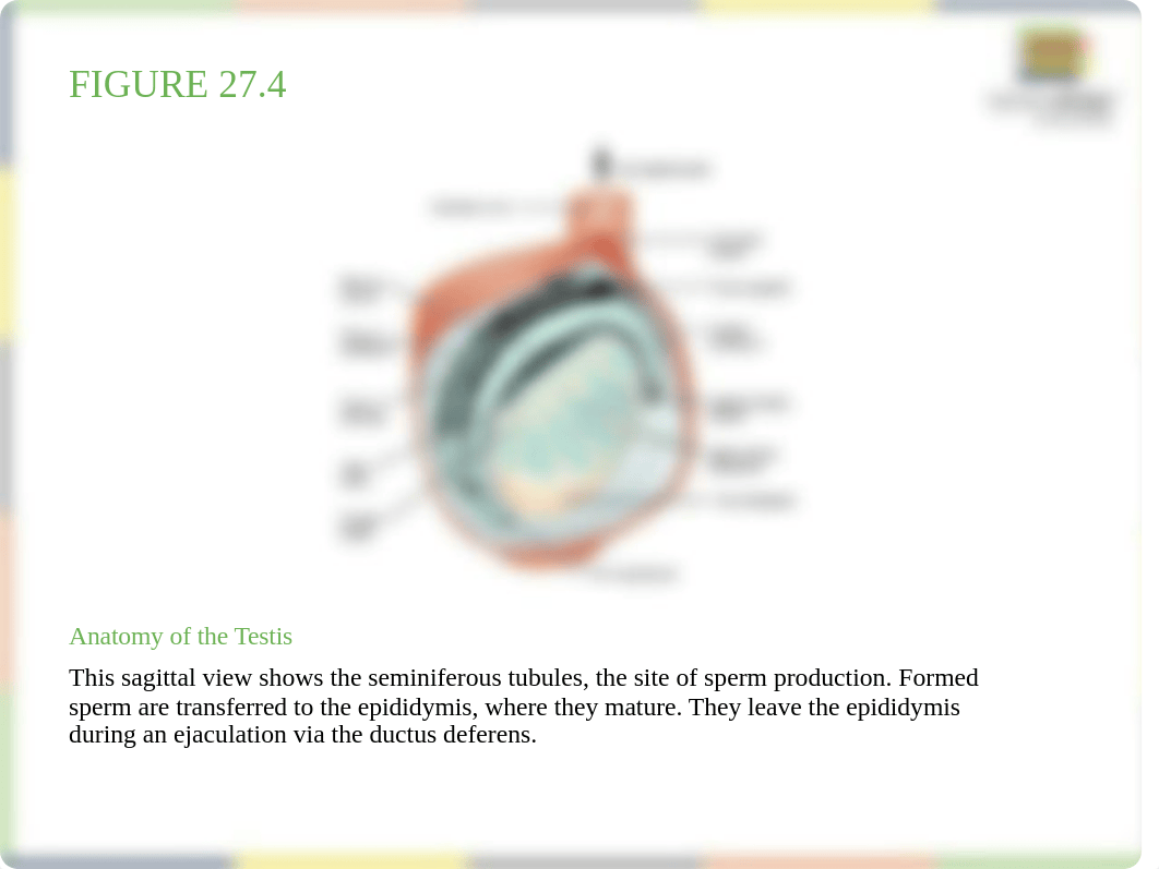 OpenStax_Anatomy_Physiology_CH27_ImageSlideshow.pptx_dbp6xg8quv4_page5