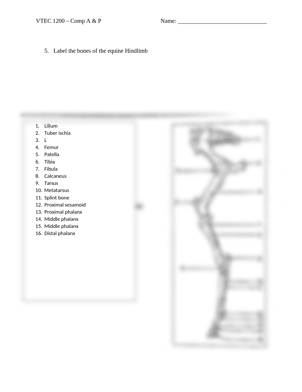 Skeletal System HW.docx_dbpiek84vp2_page5