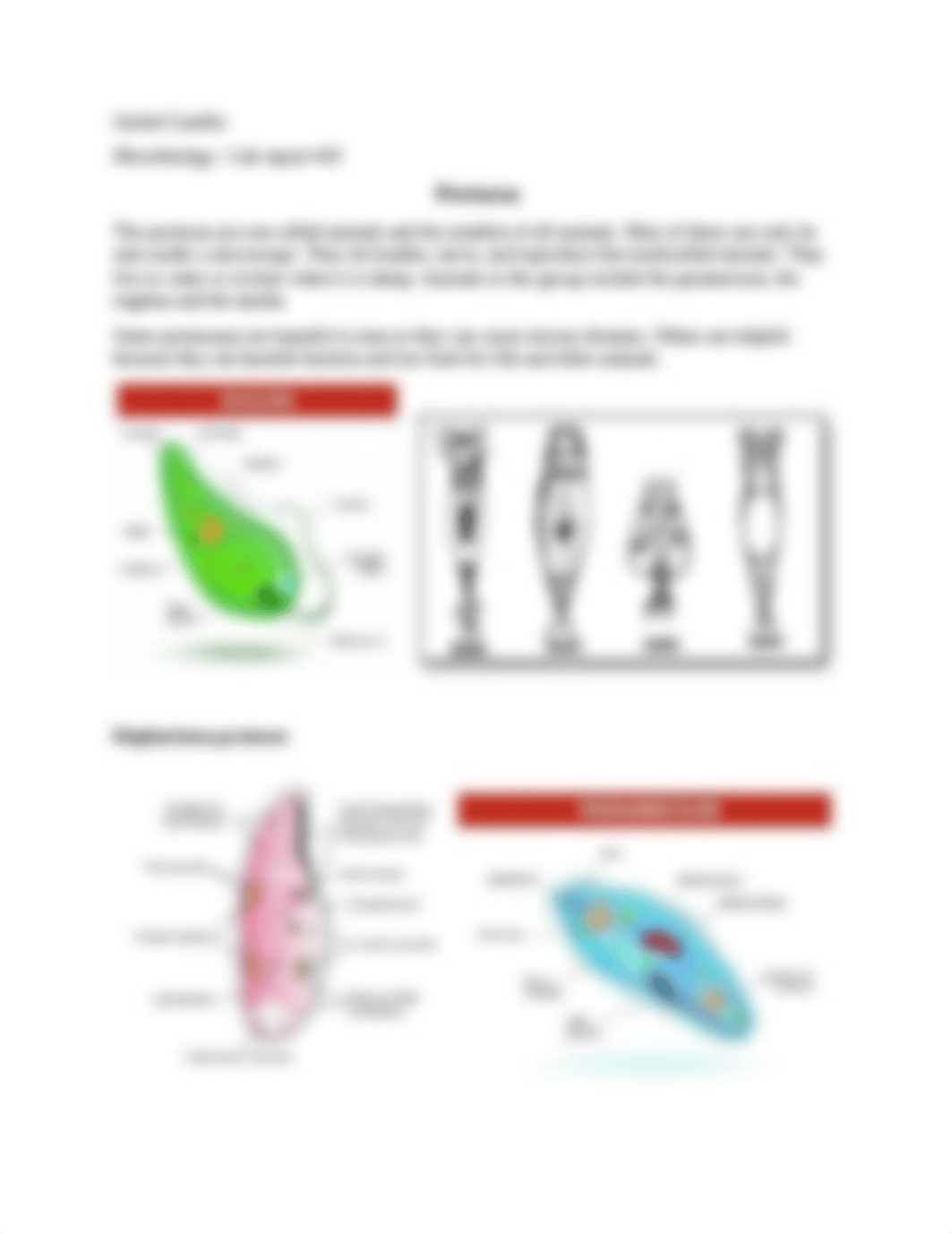 lab report #10 protozoa.docx_dbppalrnks0_page1