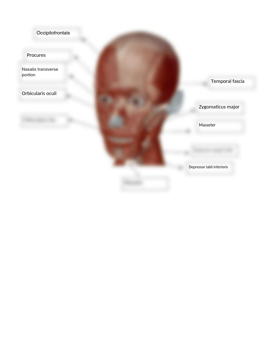 Lab Muscles bio 107 .pdf_dbpw9p9dfie_page1