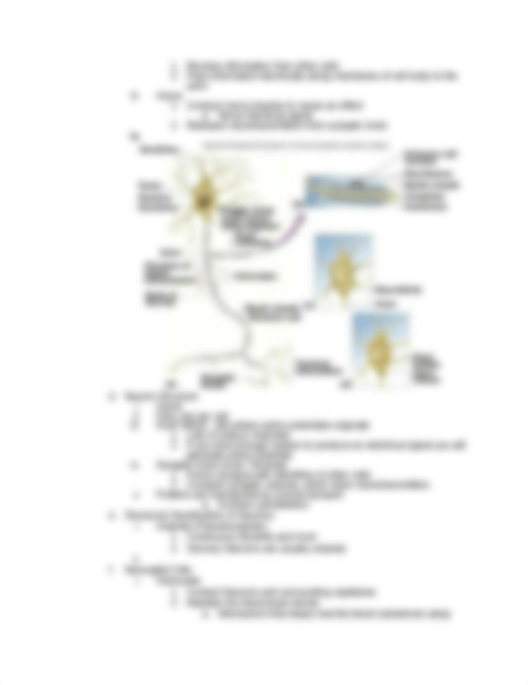 The Nervous System.docx_dbqapx4cl2y_page4