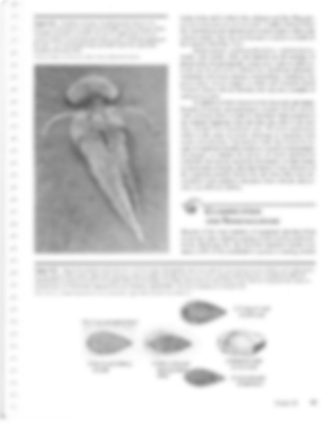 Chapter 10_Fossils and Their Living Relatives_Protists, Sponges, Corals, Bryozoans, and Brachiopods._dbqpblkgh6e_page2