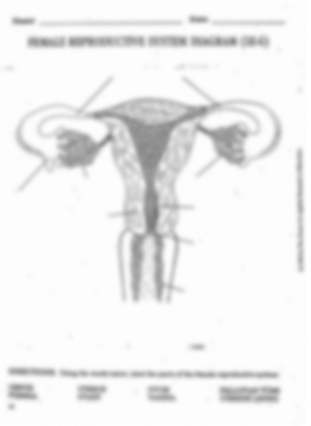 Jesus_Santana_-_female_internal_diagram.pdf_dbr20106y8l_page1