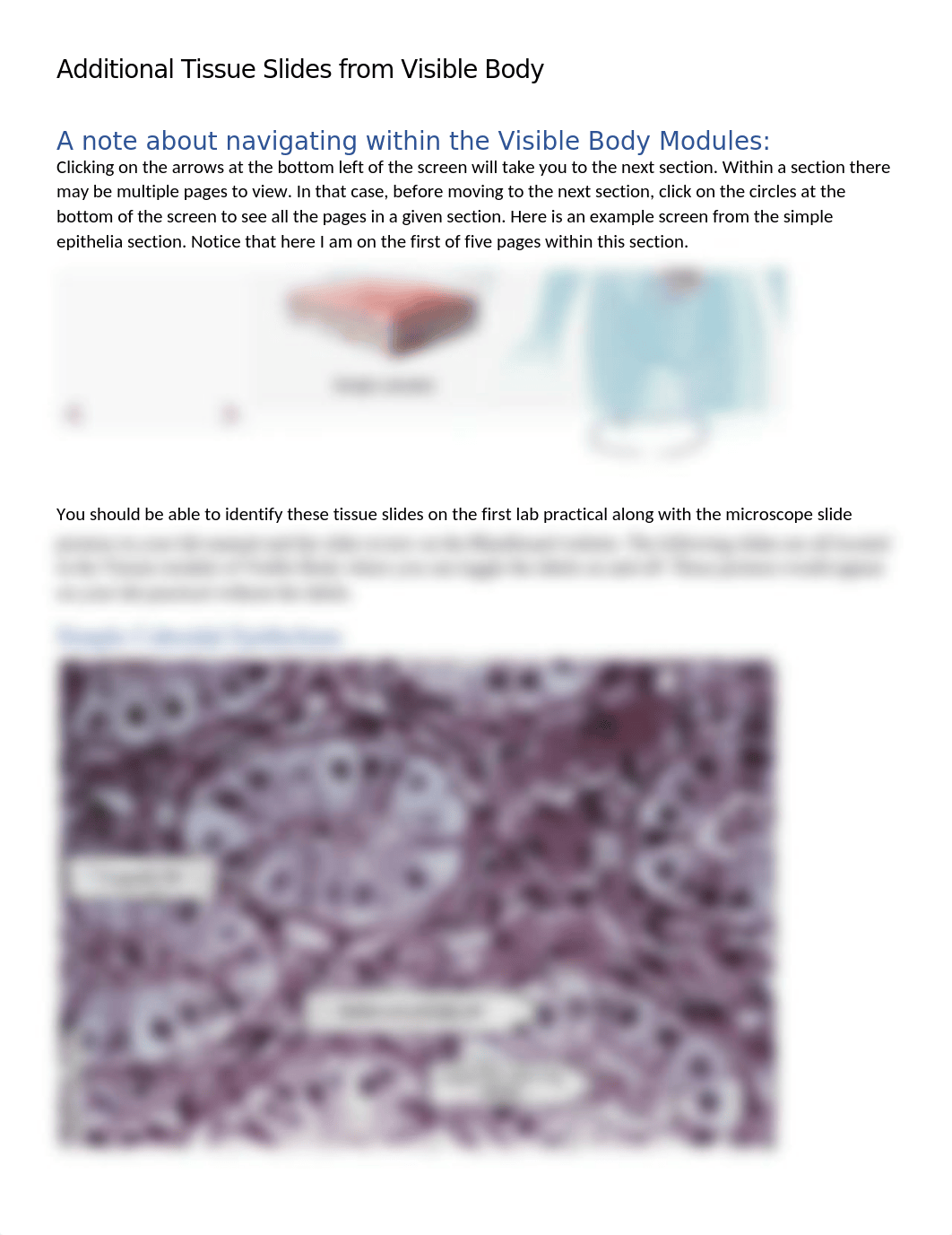 Visible Body Tissue Slides(1).docx_dbr9m3b0usw_page1