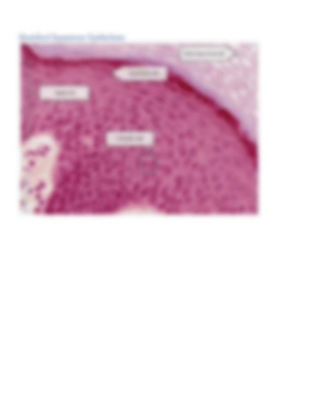 Visible Body Tissue Slides(1).docx_dbr9m3b0usw_page4