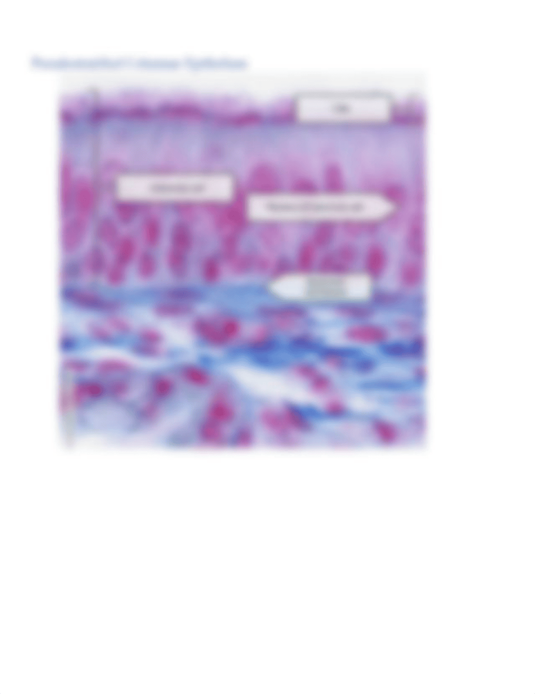 Visible Body Tissue Slides(1).docx_dbr9m3b0usw_page3