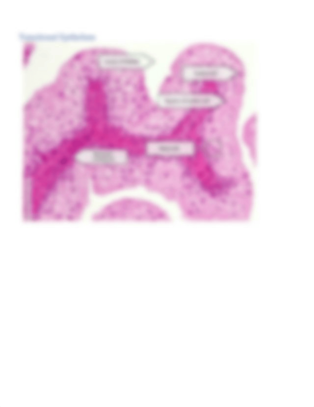 Visible Body Tissue Slides(1).docx_dbr9m3b0usw_page5