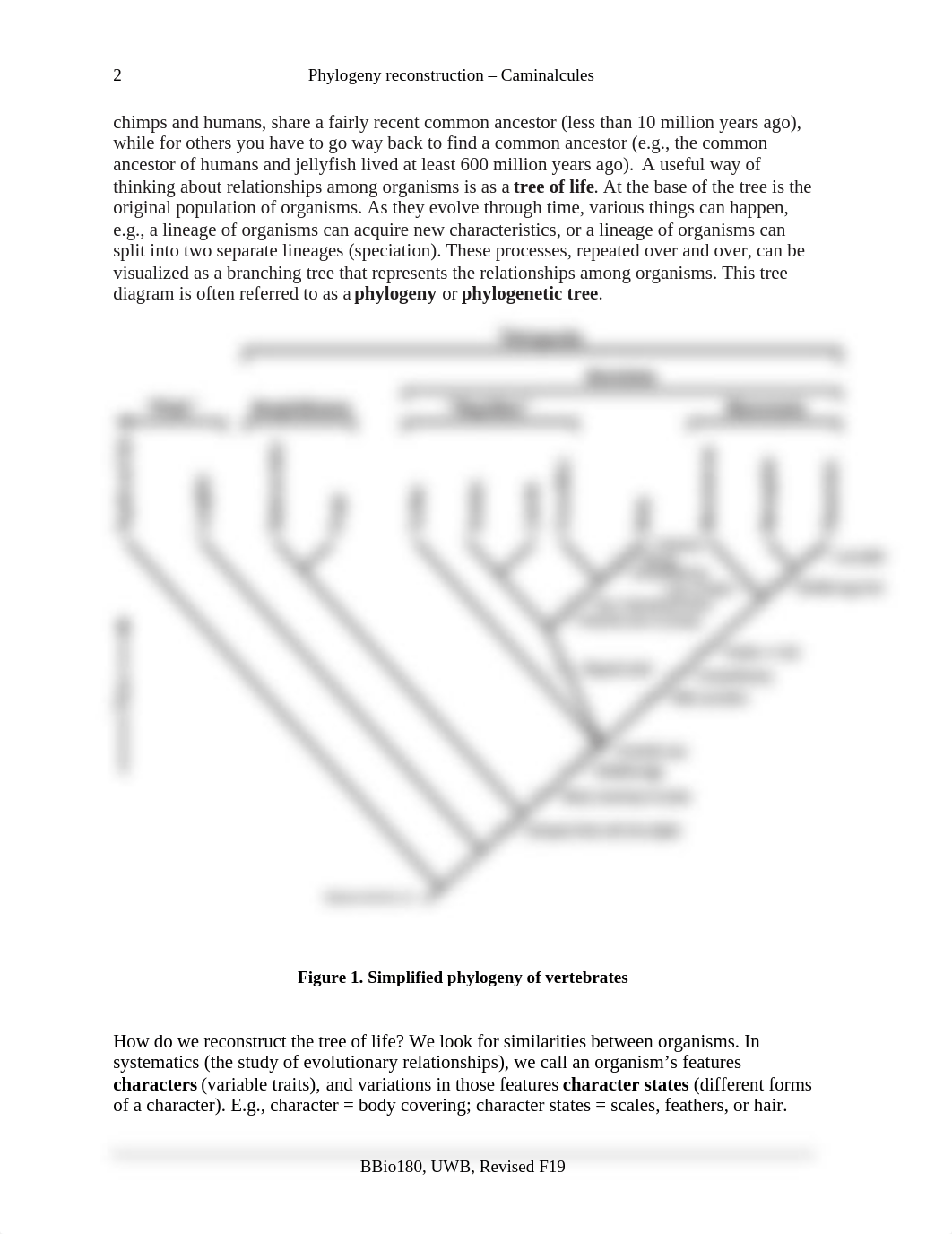 08PhylogenyCaminalculesF19.docx_dbrqvuid7ip_page2