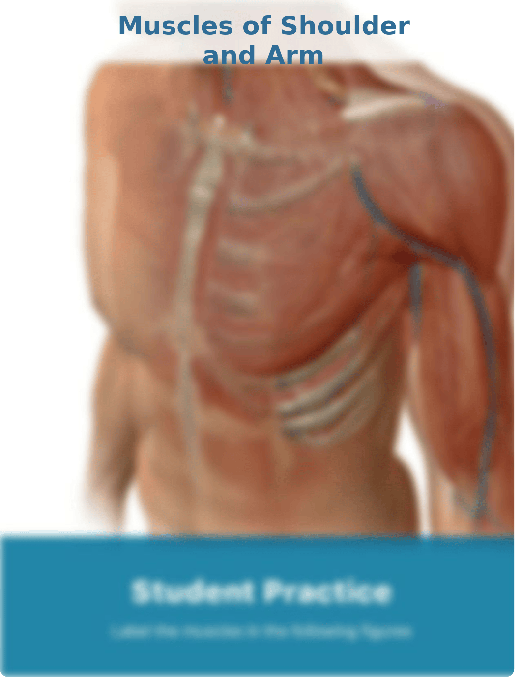 Muscles of the Shoulder and Arm pdf.docx_dbrrhpu2g8k_page1