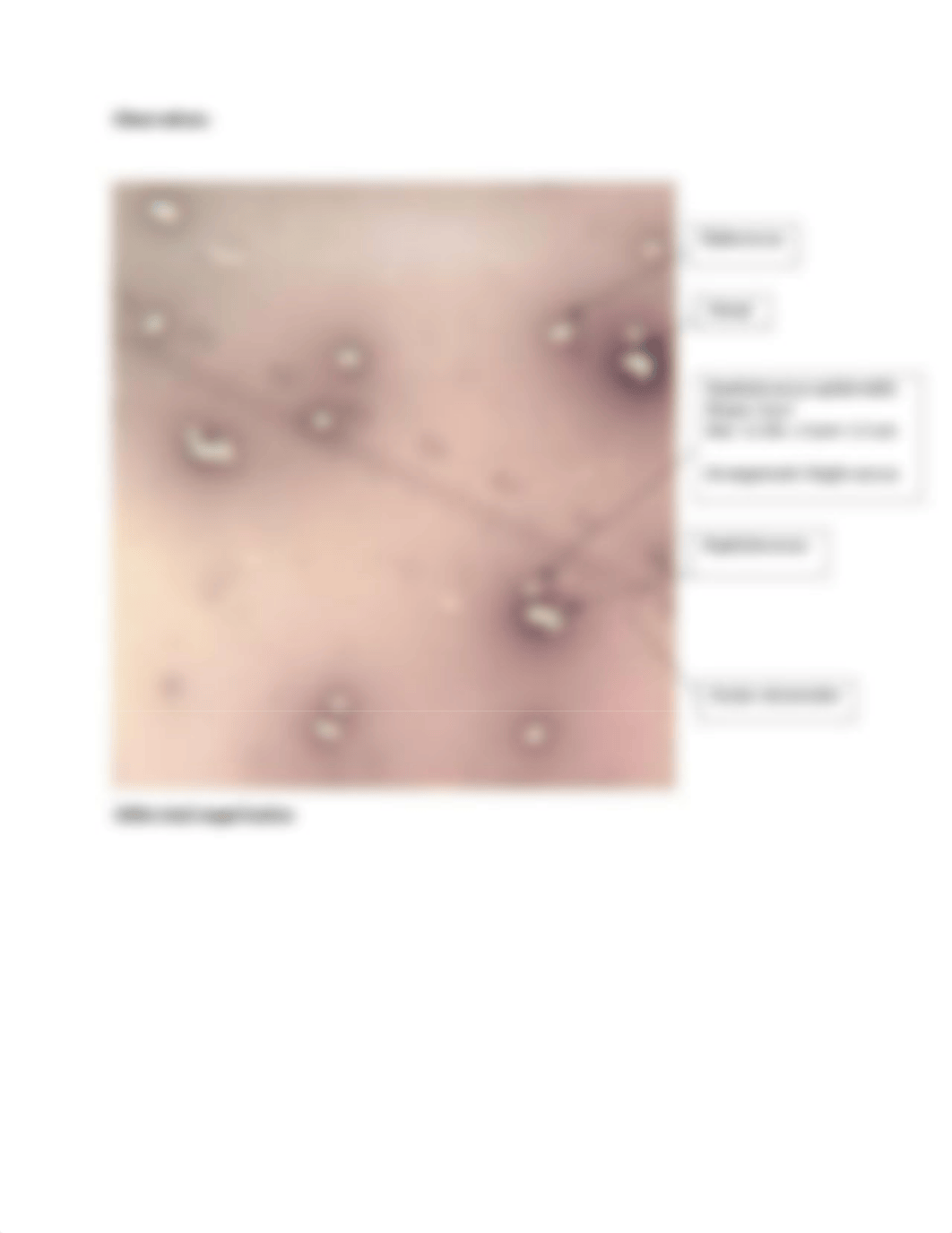 Lab Report Neg, Gram, Endo stain_dbs7aea6wpj_page3