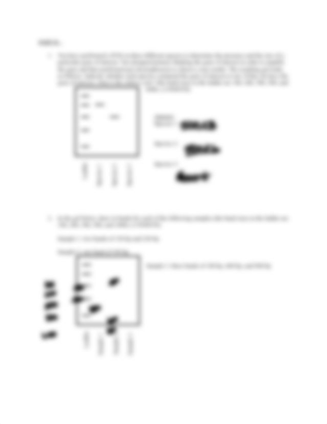 PCR and Gel Electrophores results page.docx_dbsa8pe0xnh_page3