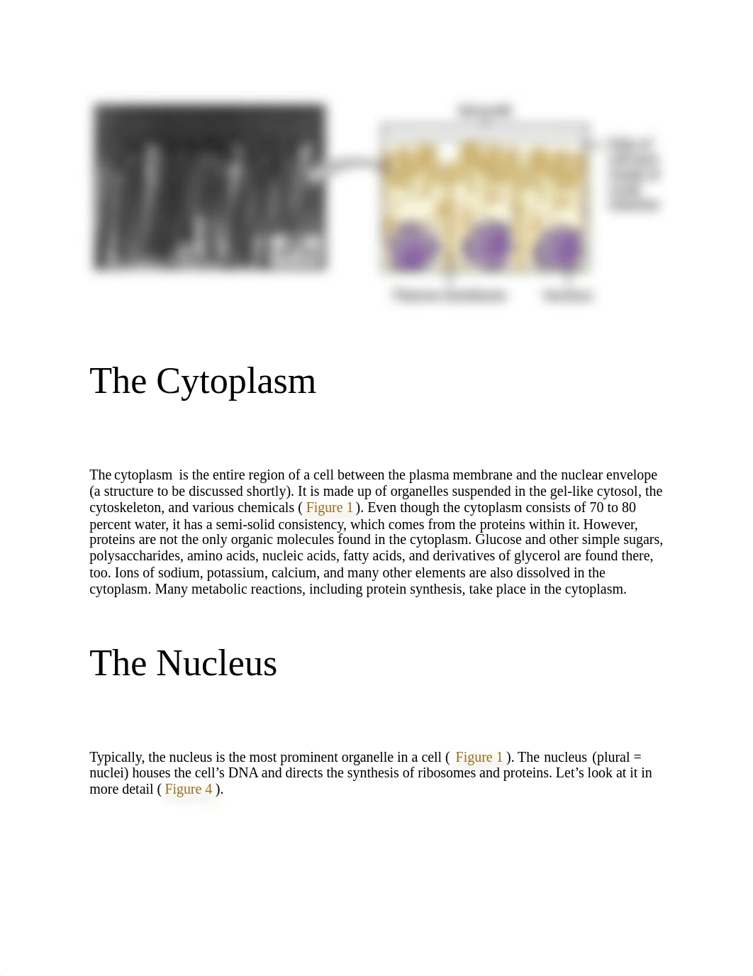 The Plasma Membrane.docx_dbse22v85z1_page2