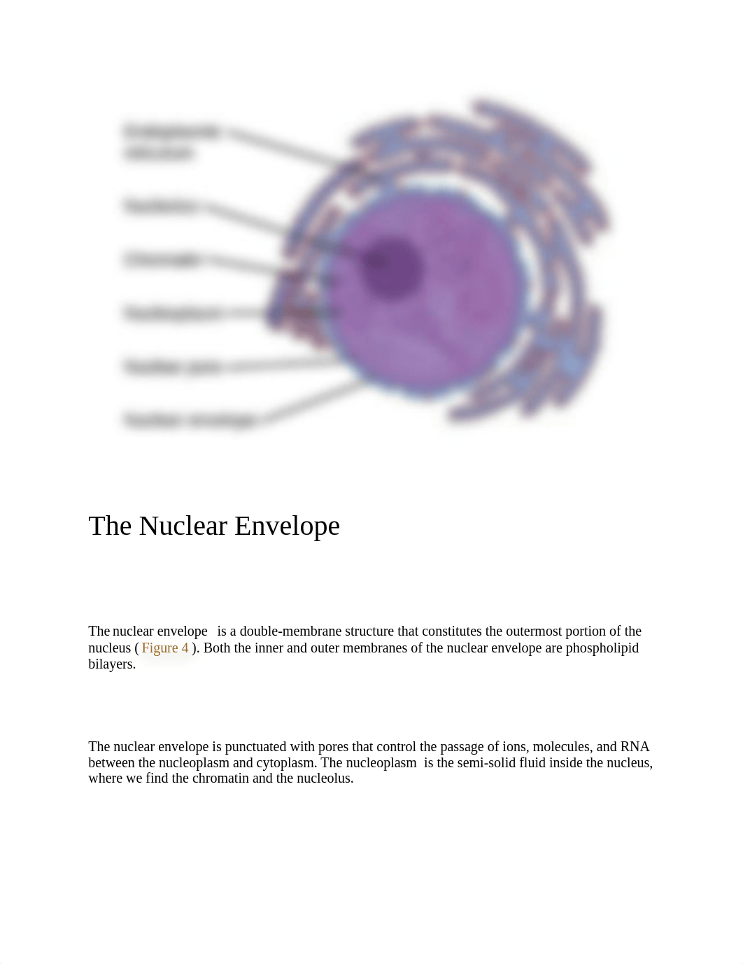 The Plasma Membrane.docx_dbse22v85z1_page3