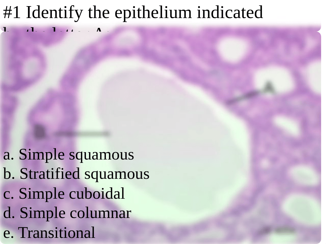 Biology_2011_Practice_Midterm_Practical_dbtr94m9no7_page3