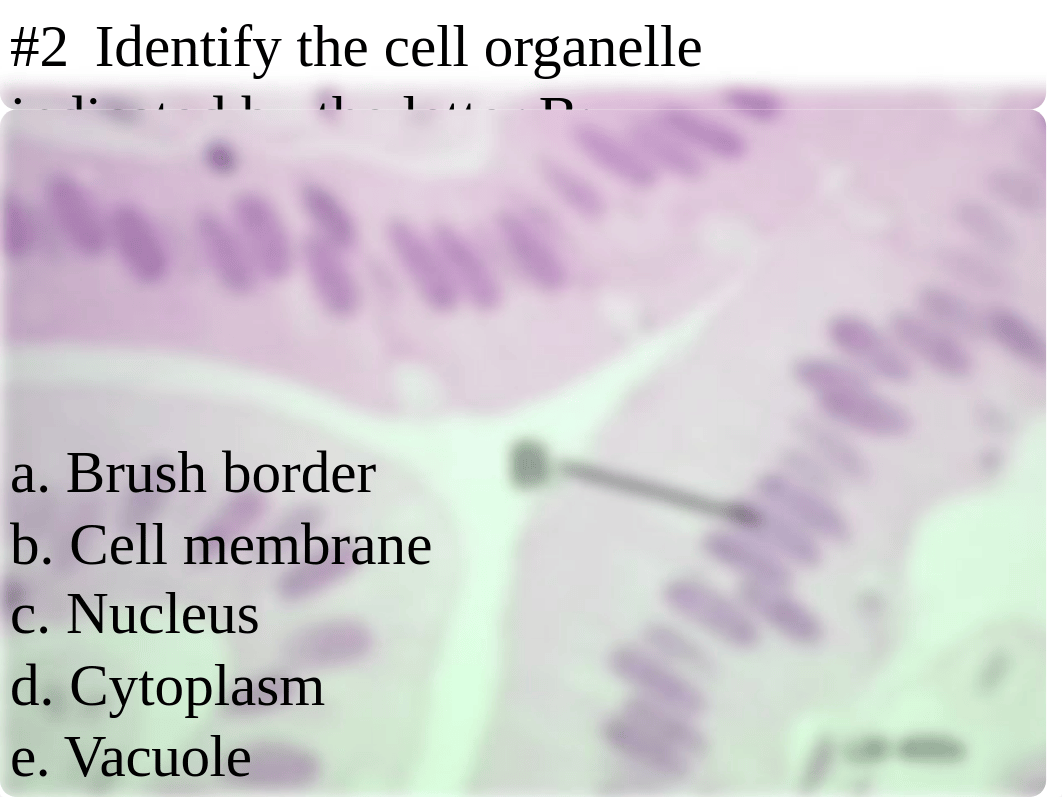 Biology_2011_Practice_Midterm_Practical_dbtr94m9no7_page4