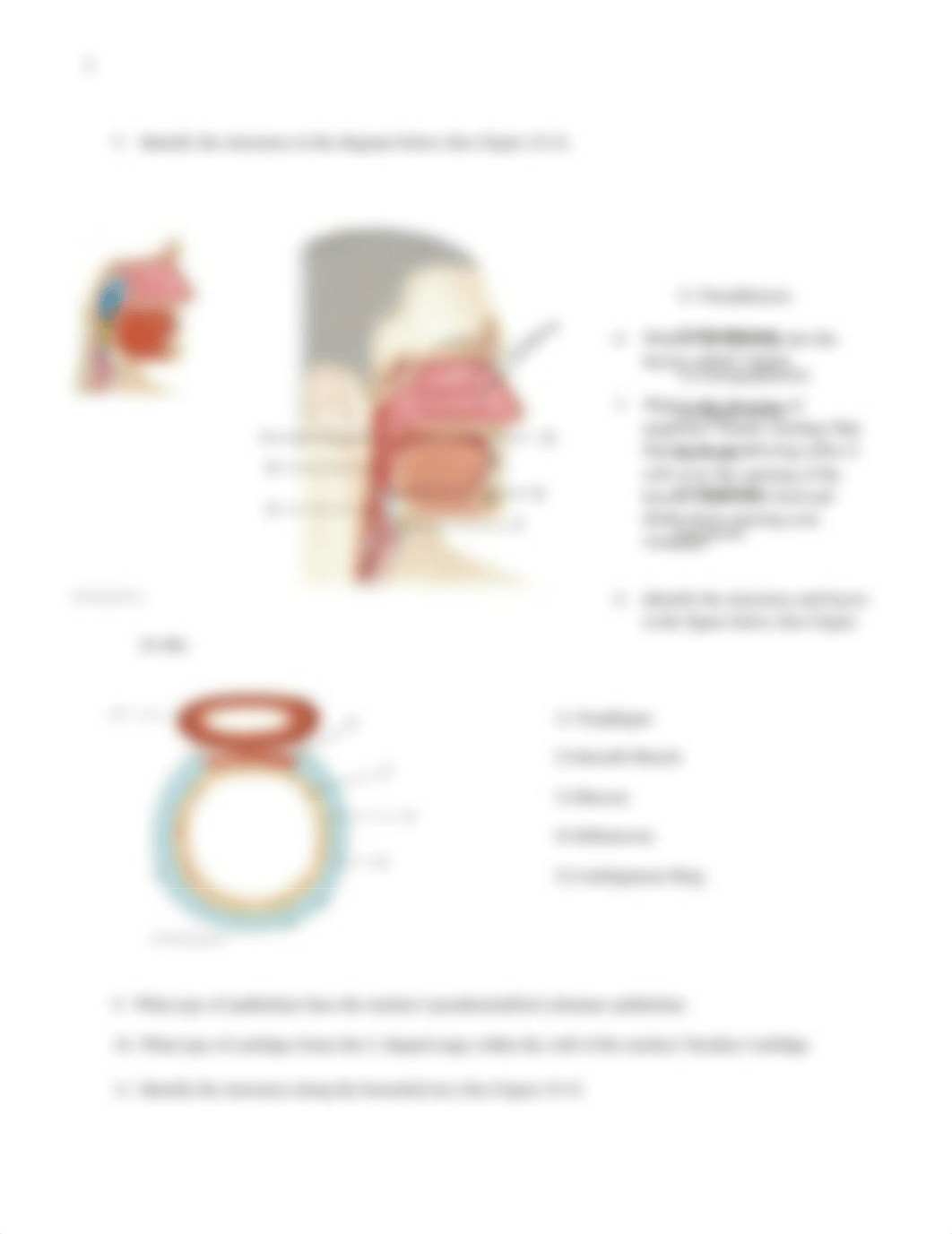 Bio 110 Anatomy of the Respiratory System comp.docx_dbu99y8ypjz_page2