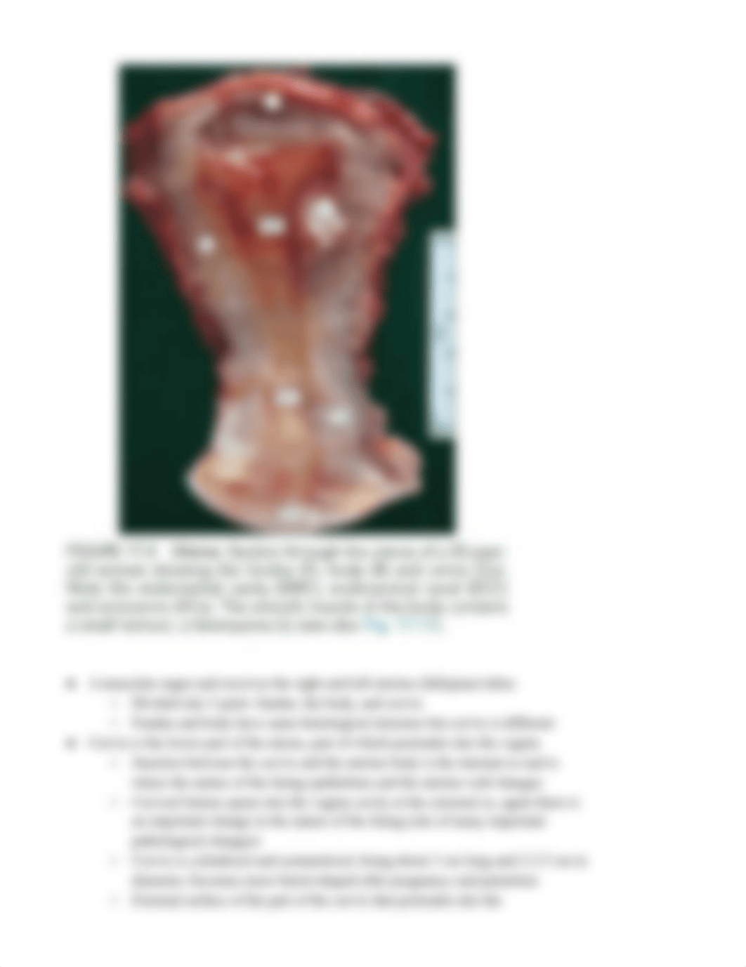 Chapter 17 Female Reproductive System_dbv8jd0bdk0_page4