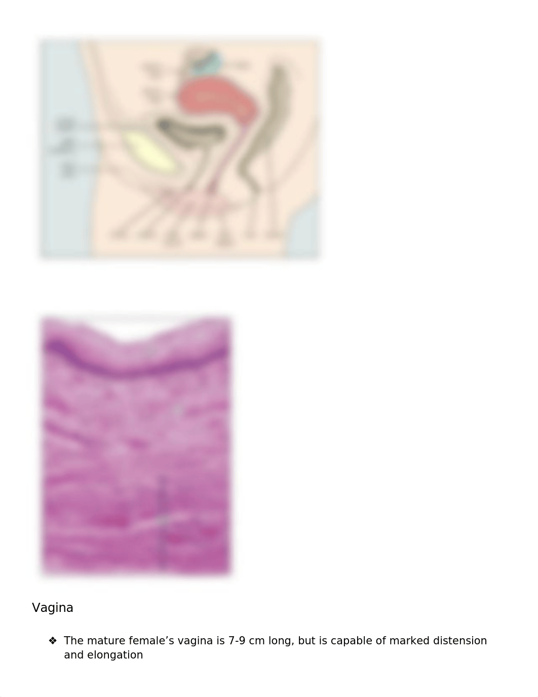 Chapter 17 Female Reproductive System_dbv8jd0bdk0_page2