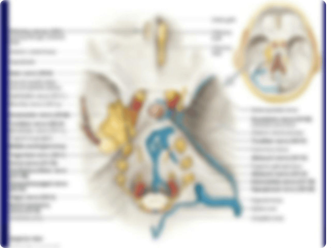 Anatomy of the Head Review 2019 (1).pptx_dbviwb0qebl_page3