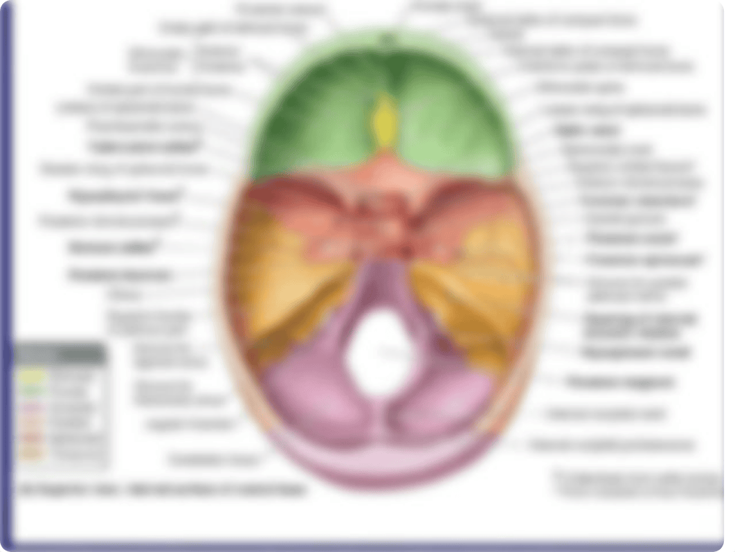 Anatomy of the Head Review 2019 (1).pptx_dbviwb0qebl_page2