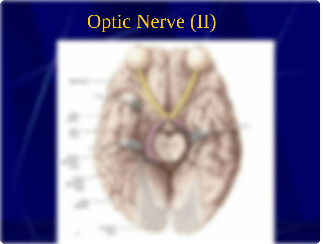 Anatomy of the Head Review 2019 (1).pptx_dbviwb0qebl_page5